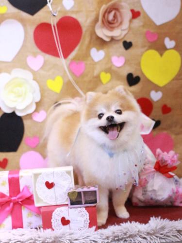 20230211モコくん